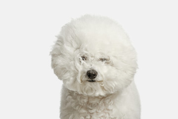 A dog of Bichon frize breed isolated on white color studio