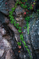 beautiful climbing ivy on rocky cliff natural background