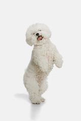 A dog of Bichon frize breed isolated on white color studio