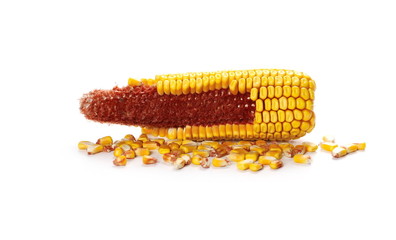 Cob of corn isolated on white background