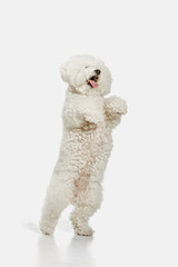 A dog of Bichon frize breed isolated on white color studio