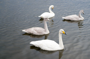 Fototapeta na wymiar Swans gorgeous on grey water surface. Animals natural environment. Waterfowl with offspring floating on pond. Swans natural environment concept. Swan gorgeous bird. Swans in pond in reykjavik iceland