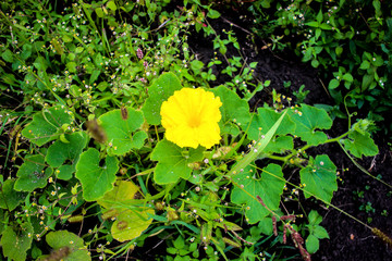 Beautiful yellow wildflower close-up, australian yellow flower macro surrounded by yellow leaves,...
