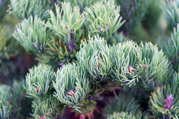 Naklejka na ściany i meble Spruce needles close up natural texture. Christmas mood for aroma. Fir tree needles on branches. Branch of fir tree green needles. Nature beauty texture. Fir needles soft and tender