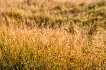 Vegetation of Iceland concept. Dry spikelets sunny autumn day close up. Vegetation diversity. Plants resistance climate conditions. Spikelets grow in field. Vegetation of field or valley