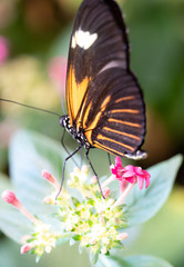 Side profile orange black and white butterfly macro