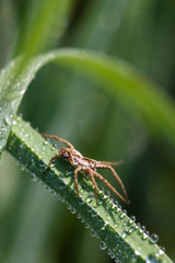 Spider in dewy grass