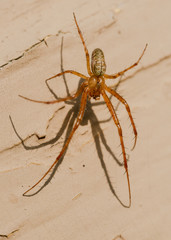 Spider in morning sun