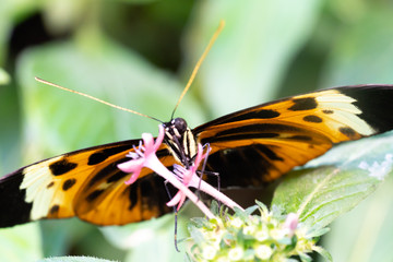 butterfly on flower