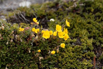 Flower of the cinquefoil Potentilla aurea
