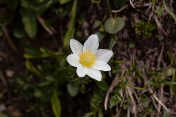Alpine pasqueflower (Pulsatilla alpina ssp. austraica)