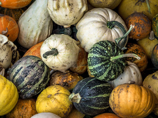 Group of assorted pumpkin, gourds and squash, background pumpkins