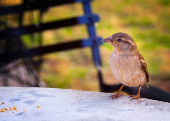 Little sparrow standing on a table