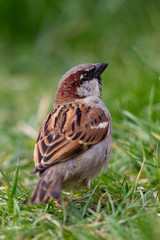 Männlicher Haussperling (Passer domesticus) im Garten.