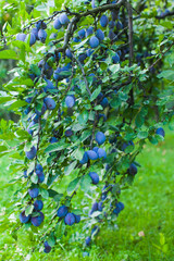 Tree full of blue plums in the summer outdoors