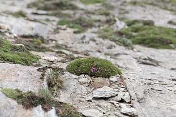Cushion of moss campion (Silene acaulis)