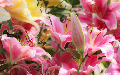 Colorful lily flowers in garden