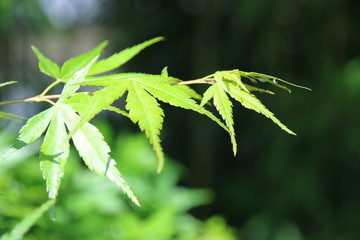 輝く楓の若葉