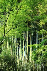 京都の竹林(初夏)