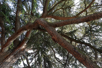 Baumkrone einer Zeder