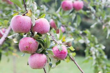 Autumn ripe apples
