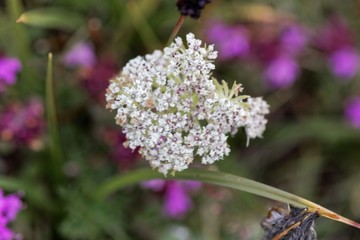 Flowers of the alpine plant Pachypleurum mutellinoides