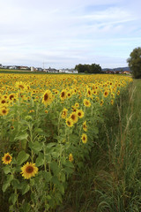 Sonnenblumenfeld 