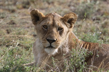 若獅子 Young Loin