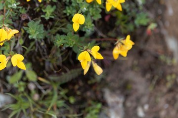 Flowers of a bird's-foot trefoil (Lotus alpinus)