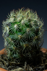 Little Tropical cactus green close up