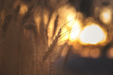 Beautiful sunset over wheat field