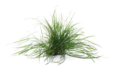 Green grass with dirt isolated on white background and texture