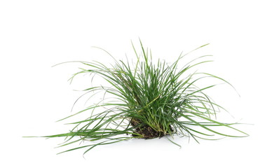 Green grass with dirt isolated on white background and texture
