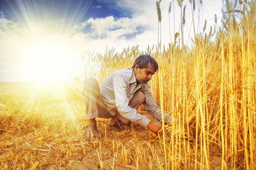 Asian man Cutting wheat with sickle