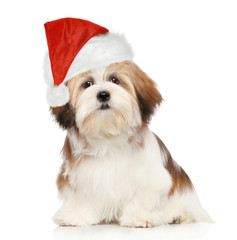 Lhasa Apso dog in Red hat on white background
