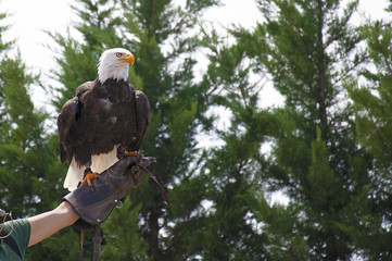 Bald Eagle (haliaeetus leucocephalus) in the hands of a falconer.