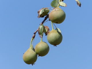 Fototapeta premium Wildbirnen am Baum