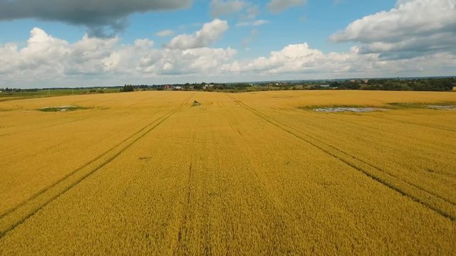 Aerial view wheat field, blue sky, clouds. Golden wheat field. Yellow grain ready for harvest growing in a farm field. Aerial footage, 4k.