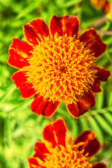 Macro photo of red-orange garden