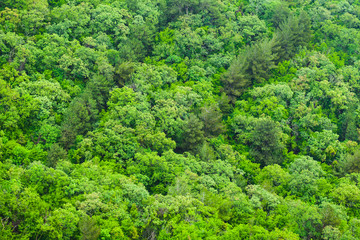Green mixed forest growing on hill, background