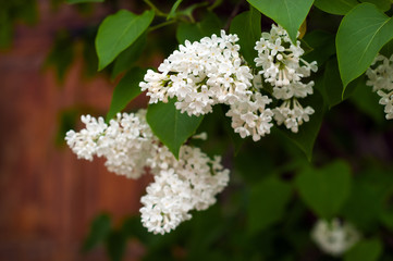 Bush of white lilac (Syrínga) on a natural background. White blossoming brunch of lilac close up.