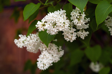 Bush of white lilac (Syrínga) on a natural background. White blossoming brunch of lilac close up.
