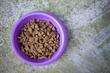 Purple bowl with dog food