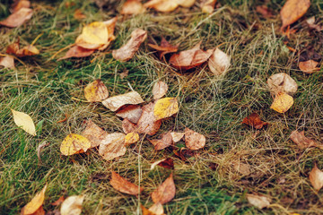 Autumn yellow foliage on green grass in autumnal park