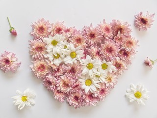 Top view of pink and white flowers, those are called Chrysanthemum, arranged in heart shape on white background