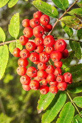 Macro photo of orange berries