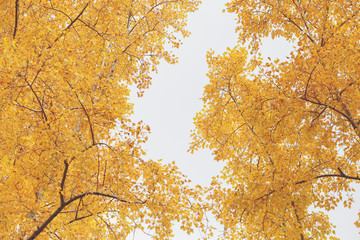 Autumn yellow trees nature scene in autumnal park