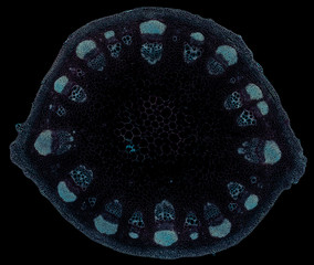 dicotyledon stem - cross section cut under the microscope – microscopic view of plant cells for botanic education