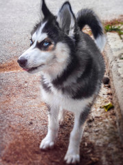 Obraz premium Husky