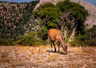 Young deer in natural environment 